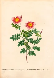 Cem Coroas Burnet rose, Rosa pimpinellifolia variedade, La Pimprenelle aux Cent-Ecus. Gravura em chapa de cobre colorida à mão de "Les Roses", de Pierre Joseph Redoute, Paris