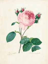 Rose de cem folhas, da "Escolha das mais belas flores e frutas mais bonitas", vol. Eu, 1827-33