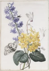 Jacinto, cíclame e narciso