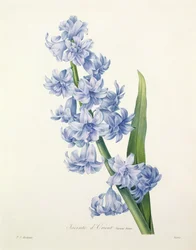 Hyacinthus orientalis (jacinto-comum), gravado por Victor, de «Choix des Plus Belles Fleurs», 1827