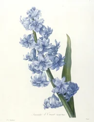 Jacinto dOrient, Blue Variety, da escolha das mais belas flores e dos mais belos frutos, 1827 (gravura stippled à mão)