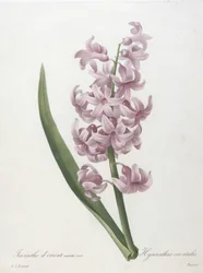 Hyacinthus orientalis, hyacinthus orientalis, da escolha das flores mais belas e frutas mais bonitas, 1827 (gravura stipple colorido à mão)