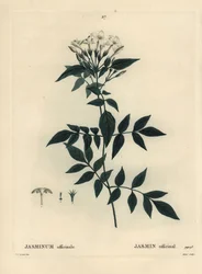 Jasmim, Jasminum officinale. Gravura de um estilete colorido por Moret depois de uma ilustração de Pierre-Joseph Redoute de Henri Louis Duhamel du Moncel