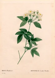 Lady Banks rose, Rosa banksiae var. alba-plena. Gravura em chapa de cobre colorida à mão de "Les Roses", Paris, de Pierre Joseph Redoute.