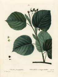 Tília platyphyllos de folha grande, Tilia platyphyllos. Gravura de estilete colorida à mão por Du Ruisseau após uma ilustração de Pierre-Joseph Redoute, de Henri Louis Duhamel du Moncel