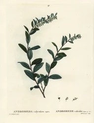 Folha de couro, Chamaedaphne calyculata (Andromeda calyculata). Gravura de agulha colorida por Miss Brenet após uma ilustração de Pierre-Joseph Redoute de Henri Louis Duhamel du Moncel