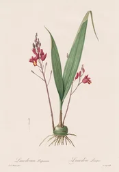 Les Liliacées: Limodorum roxo