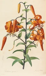 Lilacs, 1804-1815.