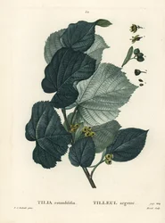 Limeiras, Tilia rotundifolia. Gravura de um estilete colorido por Moret após uma ilustração de Pierre-Joseph Redoute, de Henri Louis Duhamel du Moncel