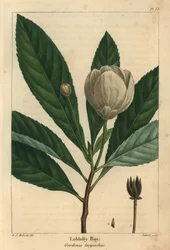 Loblolly bay, Gordonia lasyanthus (gravura)