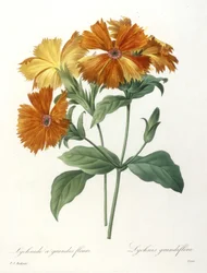 Lychnid com flores grandes, Lychnus grandiflora, da escolha das flores mais belas e frutas mais bonitas, 1827 (gravura stipple colorido à mão)