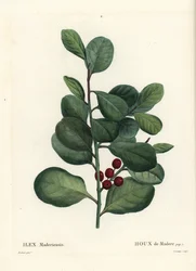 Azevinho da Madeira, Ilex perado (Azevinho de Madere, Ilex maderiensis). Gravura de agulha colorida por Casenave depois de uma ilustração de Pierre-Joseph Redoute de Henri Louis Duhamel du Moncel