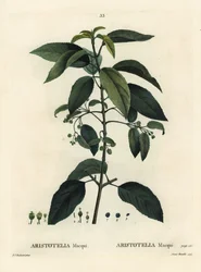 Maqui ou groselha chilena, Aristotelia chilensis (Aristotelia macqui). Gravura de agulha colorida por Aimee depois de uma ilustração de Pierre-Joseph Redoute de Henri Louis Duhamel du Moncel