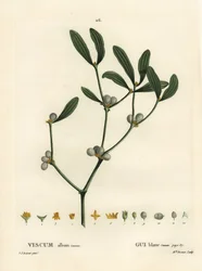 Mistletoe, álbum Visum. Gravura de ponto colorido por Miss Brenet depois de uma ilustração de Pierre-Joseph Redoute, de Henri Louis Duhamel du Moncel