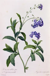 Myosotis Scorpiodes (gravura colorida)