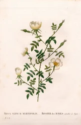 Rosa de murta, Rosa aggrestis, Rose des Hayes com folhas de murta. Gravura em chapa de cobre colorida à mão, de Pierre Joseph Redoute, "Les Roses", Paris