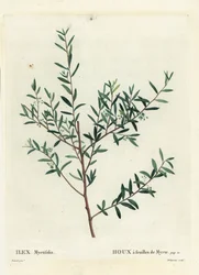 Myrtle holly ou myrtle dahoon, Ilex myrtifolia. Gravura de um estilete colorido por Delaneaux depois de uma ilustração de Pierre-Joseph Redoute de Henri Louis Duhamel du Moncel