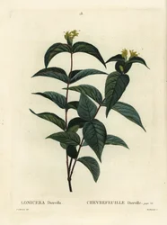 Madressilva do norte, Diervilla lonicera (Lonicera diervilla). Gravura de estilete colorida por Du Ruisseau após ilustração de Pierre-Joseph Redoute, de Henri Louis Duhamel du Moncel