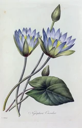 Nymphea Caerulea (gravura colorida)