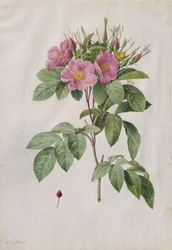 Rosa do pasto (Rosa Carolina Corymbosa)