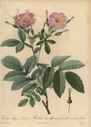 Rosa pingulina rosa alpina, Rosa pendulina