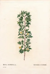 Cuspidato rosa, variedade Rosa canina. Rosa canina, Rosa aciphylla. Gravura em chapa de cobre colorida à mão de "Les Roses", de Pierre Joseph Redoute, Paris.