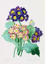 Primula Auricula (gravura colorida)