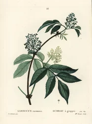 Sabugueiro vermelho ou sabugueiro vermelho-sangue, Sambucus racemosa. Gravura de agulha colorida por Miss Brenet depois de uma ilustração de Pierre-Joseph Redoute de Henri Louis Duhamel du Moncel