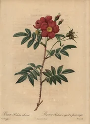 Rosa vermelha, Rosa