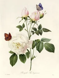 Rosa: Bengale the Hymenes, de &39;Les Roses&39;, século XIX