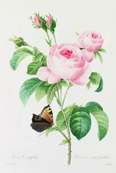 Rosa Centifola (gravura a cores)