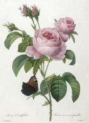 Rosa Centifolia, rosa de uma folha, da seleção das flores mais belas e as mais belas frutas, 1827 (gravura stipple colorido à mão)