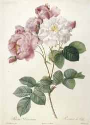 Rosa Damascena, Rosier de Cels, de Les Roses, 1817-24 (gravura pontilhada à mão)