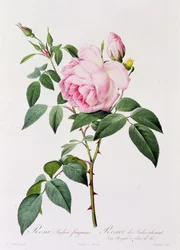 Rosa Indica Fragans (gravura a cores)