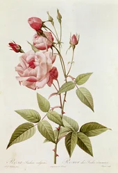 Rosa Indica Vulgaris, de &39;The Roses&39; de Claude Antoine Thory (1757-1827) gravado por Eustache Hyacinthe Langlois (1777-1837) 1817