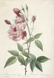 Rosa Indica vulgaris, Rosa comum da Índia, de As Rosas, 1817-24 (gravura stipple colorida à mão)