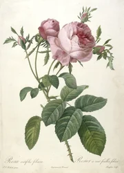 Rosa centifolia foliacea, Rosier um centavo de folhas, foliáceo, de Les Roses, 1817-24 (gravura stipple colorida à mão)