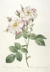 Rosa damascena variegata, Rosa de York e Lancaster, de A coroa das rosas, 1817-1824 (gravura pontilhada à mão)