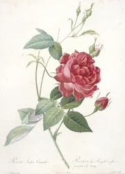 Rosa indica cruenta, roseira-do-Bengala de flores púrpura-sangue, de Les Roses, 1817-24