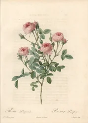 Rose de Meaux a fleurs roses - Etching by Langlois, baseado numa ilustração de Pierre Joseph Redoute (1759-1840), de Les Roses