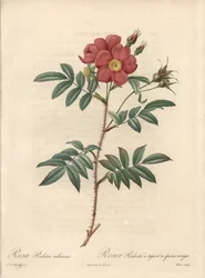 Rosier brillant - Eau forte de Bessin, baseado numa ilustração de Pierre Joseph Redoute (1759-1840), de Les Roses