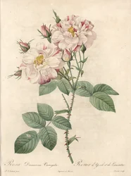 Rosier de Damascus, variete York e Lancaster - Eau forte de Bessin, a partir de uma ilustração de Pierre Joseph Redoute (1759-1840), de Les Roses