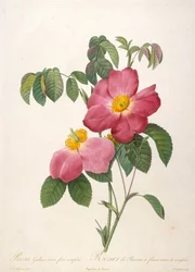 Roseira de Provinsi De La Couronne de roses, 1817-1824.