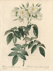 Rosier musque, com flores duplas - Etching by Charlin, de uma ilustração de Pierre Joseph Redoute (1759-1840), extrato de Les Roses