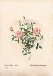 Rosa Rouletii, Rosa chinensis var. minima Rouletii, Rosa anã de Bengala. Gravura em chapa de cobre colorida à mão de "Les Roses", Paris, de Pierre Joseph Redoute.