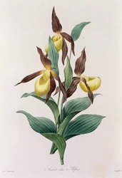 Sabot des Alpes (gravura a cores)