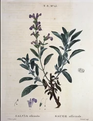 Sage officinale - in "Nouveau Duhamel ou traité des arbres et shrustes que le crove en France", desenhos de P.J. Redouté e P. Bessa, Paris