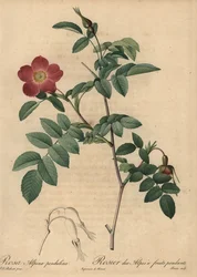 Rosa alpina escarlate, Rosa pendulina