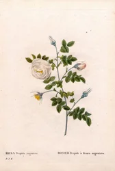 Rosa de flor de prata hispid, Rosa tomentosa variedade, Rosa Rosa rosa com flores de prata. Gravura em chapa de cobre colorida à mão, de Pierre Joseph Redoute, "Les Roses", Paris