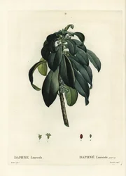 Spurge laurel, Daphne laureola. Gravura de agulha colorida por Tassaert depois de uma ilustração de Pierre-Joseph Redoute de Henri Louis Duhamel du Moncel